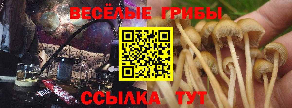 Псилоцибиновые грибы Psilocybe  Вход с VPN  Узловая 